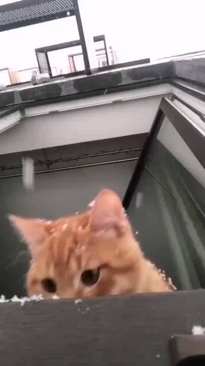 ����� ����� ����� ��������