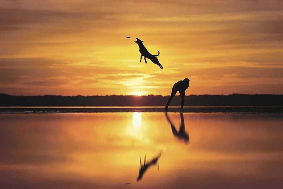 ���������� ����� ���������� ������� Dog Photographer of the Year �� ������ ���������� ������