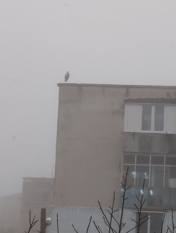 �������� ���� ��� �� ����� ����������.