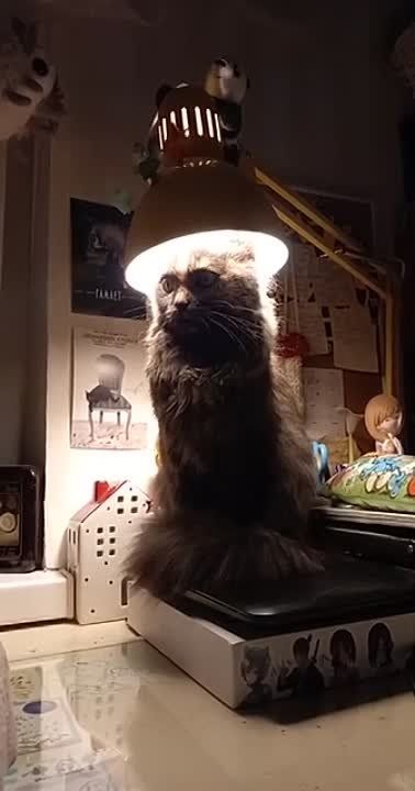 ���� ����������, ������� �� ���������)