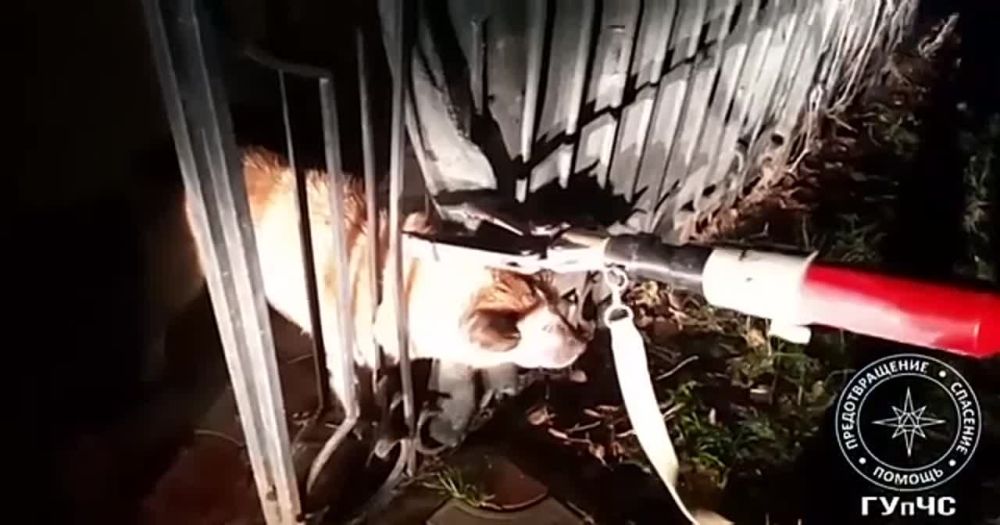 ������ ���� ����� � ����. ������ �������� � ������������� ������� ����������, ��� ��������� �����. � ������������ �� ���������� � ������ �������� 4 ����� �� ���������� ������ ������������ �������. ���� ������������ ������