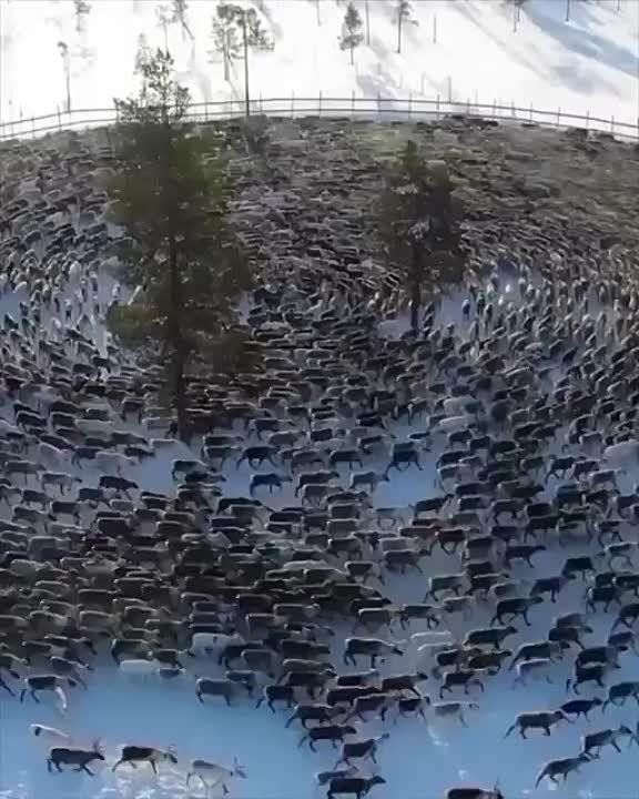 ������� ��������� �������