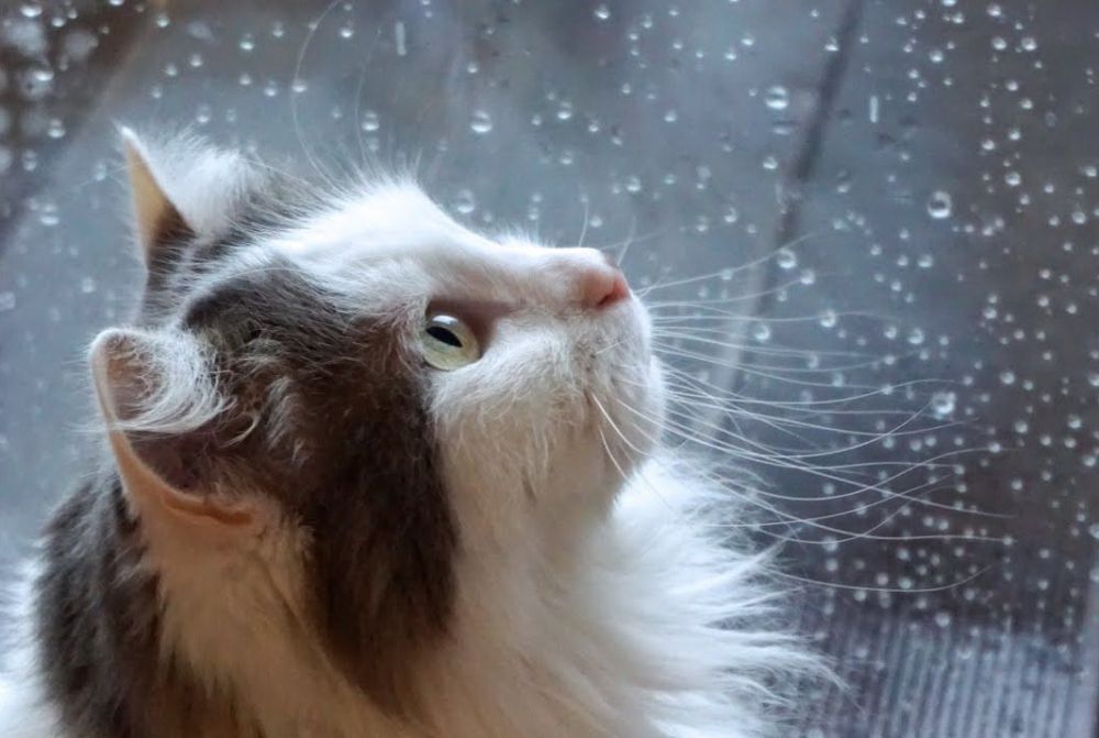 ������� ������. �������, 14 �������, ��������� �������� ������, ������� ��������������� �����