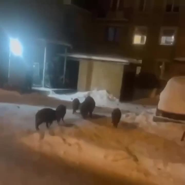 ������ ����������, ������ � ����������� �������� ������������� �������