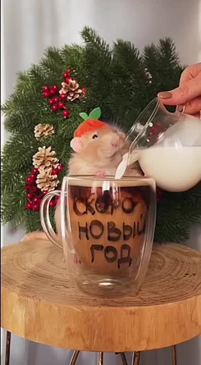 ������ �����������)