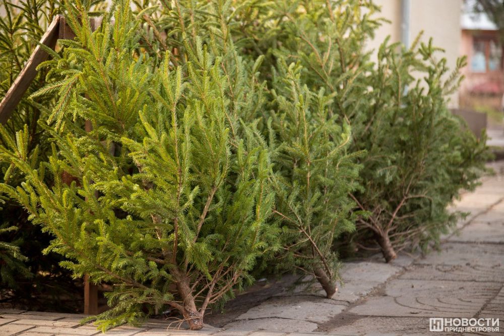 ������� ������ ������ �������� � 20-� ������ �������