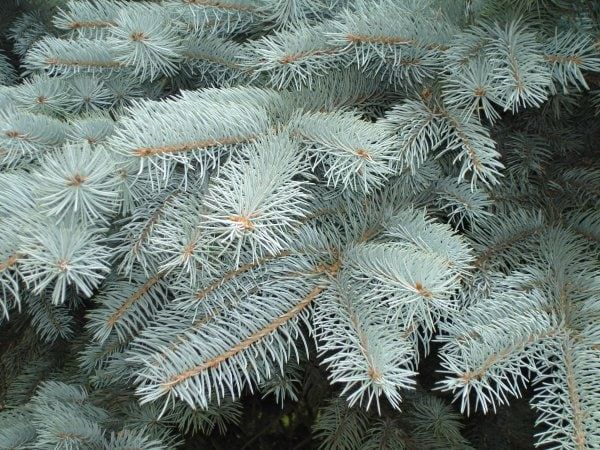 Хвойные под охраной. С сегодняшнего дня в Бендерах начинаются профилактические мероприятия под условным названием «Ель». Они...