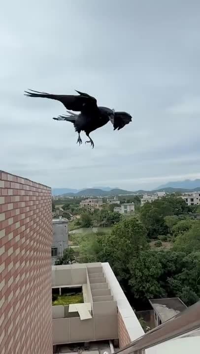 ����� ������ ������� �������