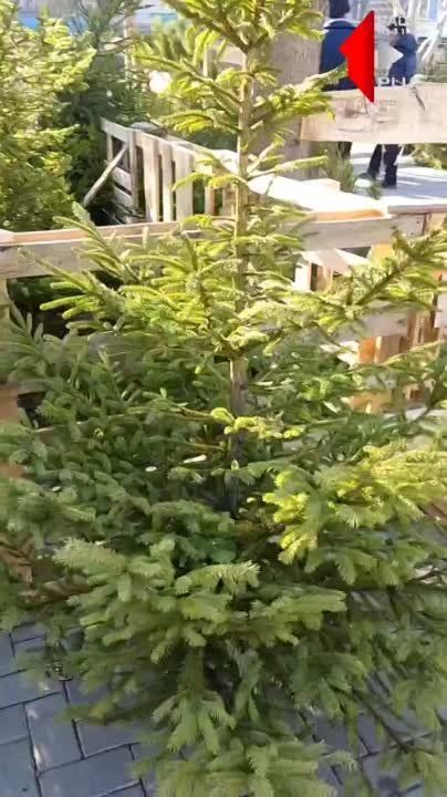 ������� ��� � ������ ���������