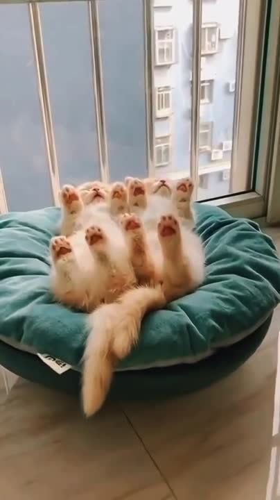 ������� ����������� ���