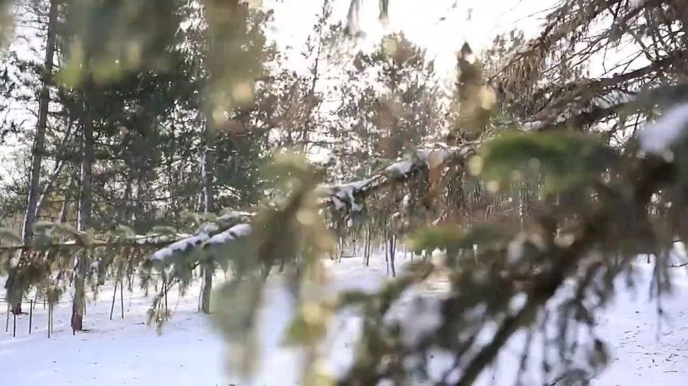 ����� ������-������� ������������ � ������������� ������: ����� 15 ����� �������� � ����� 550 �����������