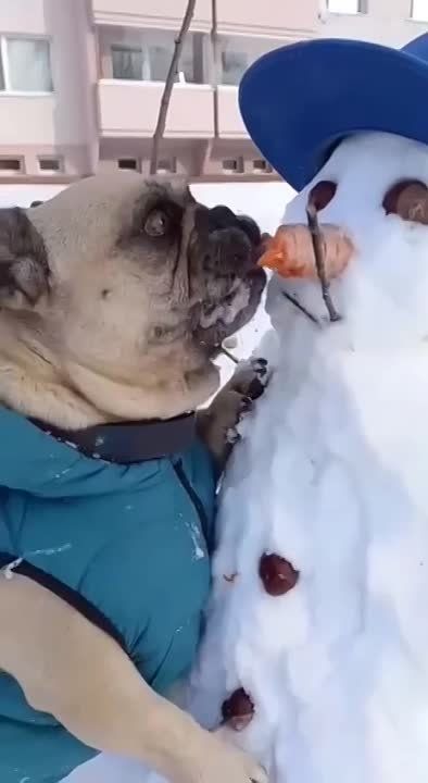 ���������� ����������