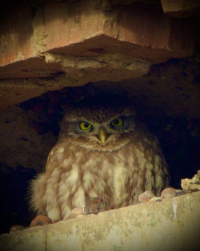 � ����� �� �����!. ���� ������ ����������