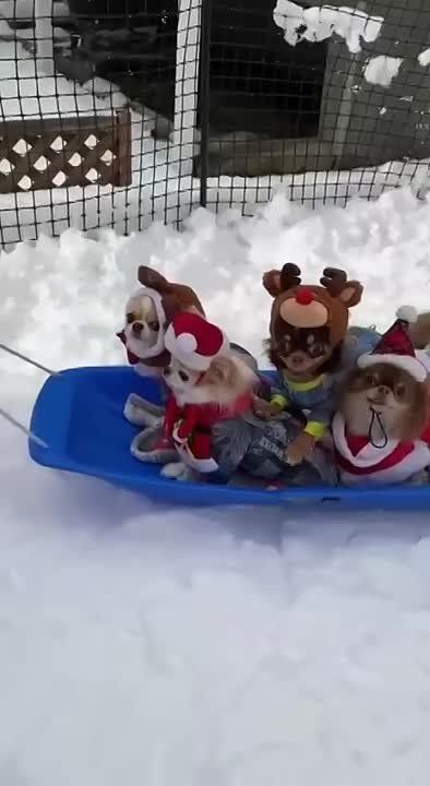 ���������� ����