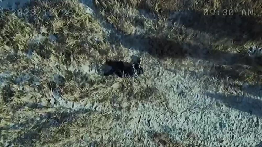 � ���������� ������ ����� ������ ������. ����� � �������