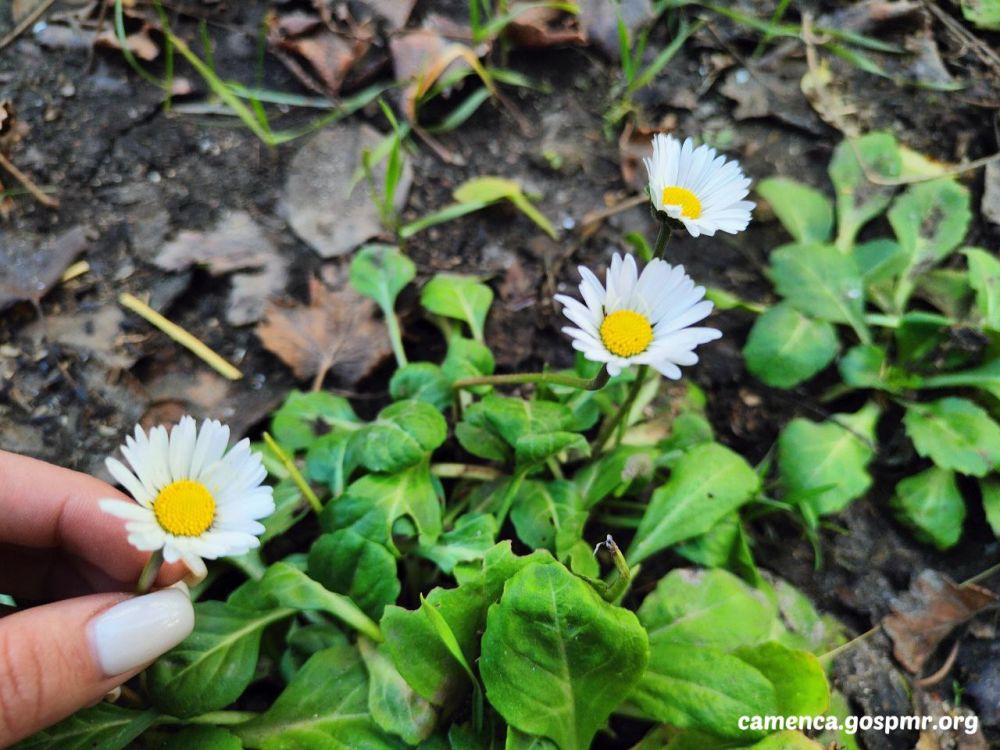 �� ���� ���� �� ����� ���, �� ���� ������ ��������