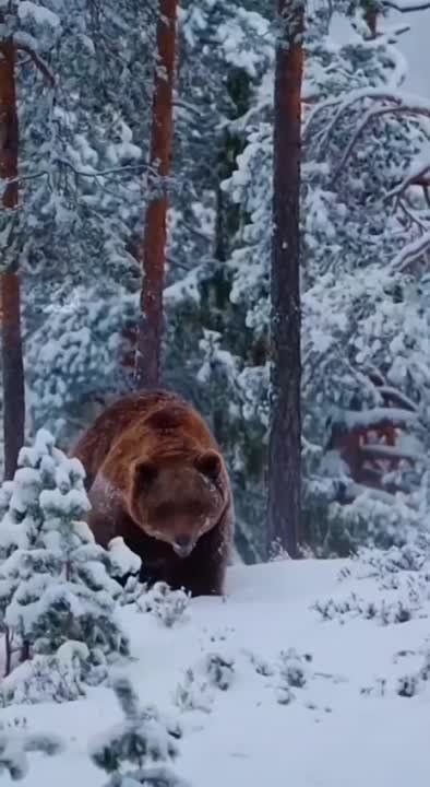 ���� ����� � ��� � ���, �� ��� ��� ������� ������� ����������!