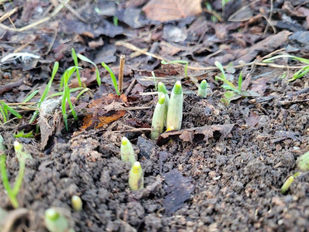 ����������� ��� �� �������