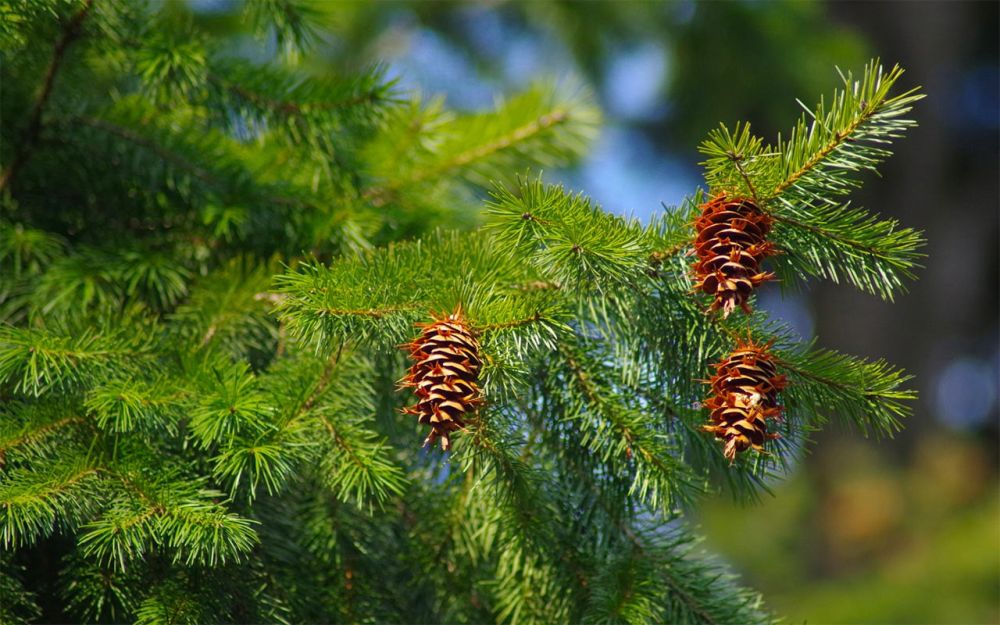 � ������ �� �������� ����������� �������������