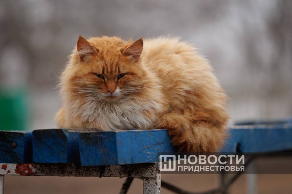 ����� ���������� ����� ����������