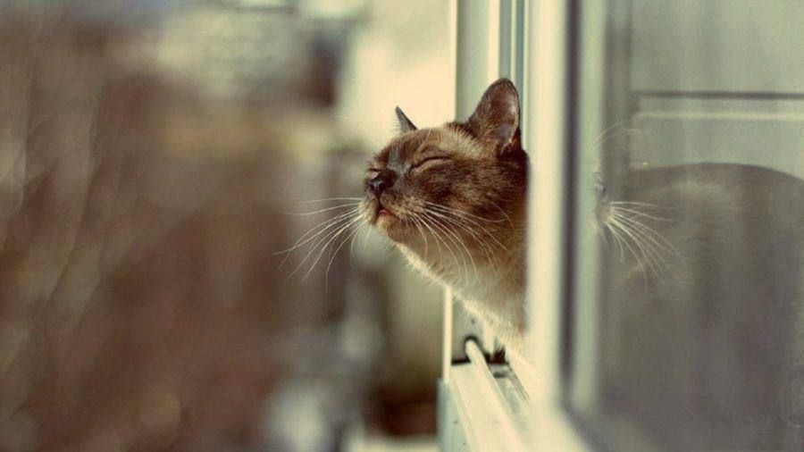 ������ ����� ���� � ������������� ��� �� 2,3-3 ������� ������ ����������� ��������