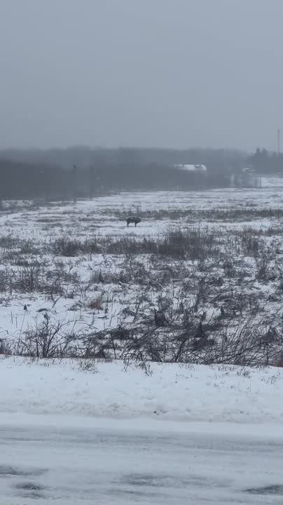 ������ ������ �� ���� � �������