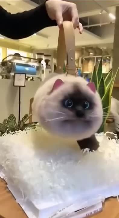 � ��������� ������������ ����� � ���� �������� �����