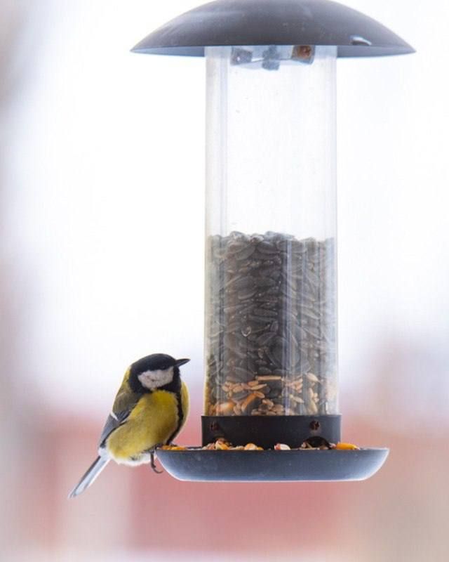 ������, ���������, ������ �� �����