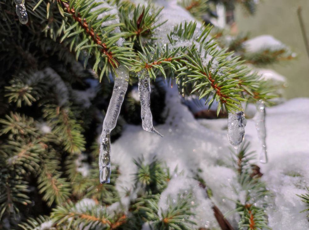 ������ ������ �� �������� ����������� �������������