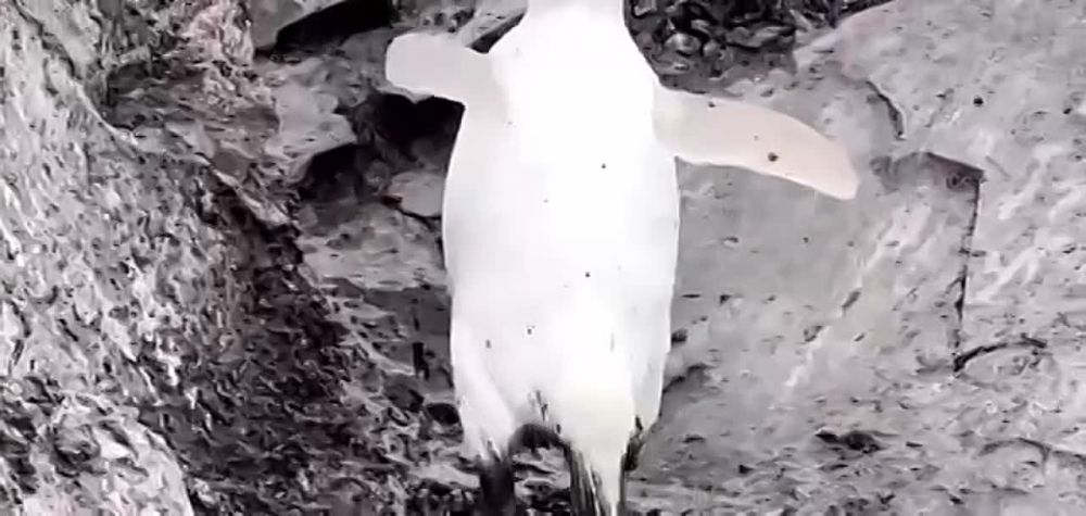 � ���������� ��� ������� ������ ����� �������