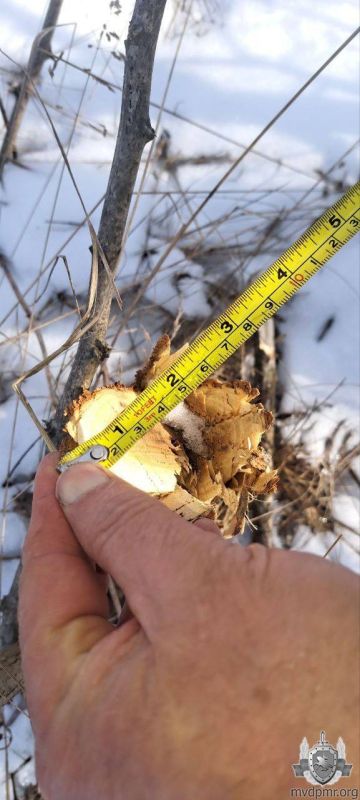 ��������-�������� ������ ���������������