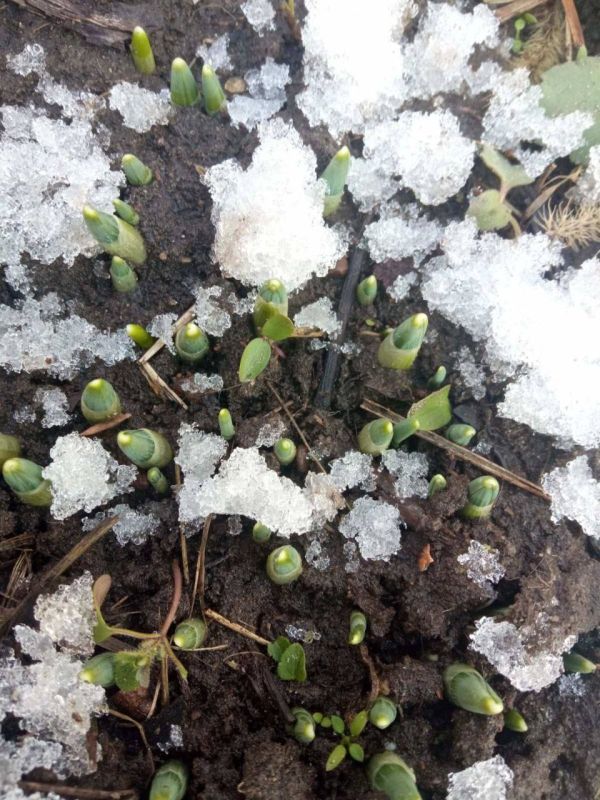 � ��������� ������ ������ "���������� �������"