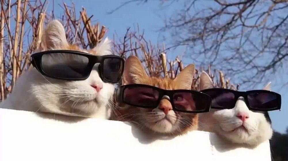 � ���� ���� �������� ���� � ����� ������� ����� �� 4,5 ������ ������� ��������