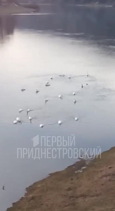 ���� ������� � �������. ����� �� �����������