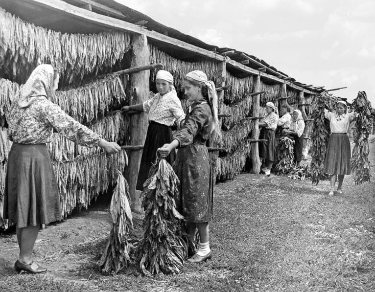 ��������� �����, �. ����-������, ������, 1951 ���