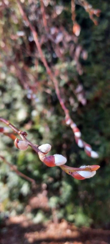 ���������. ������ �� ������. ������� ������