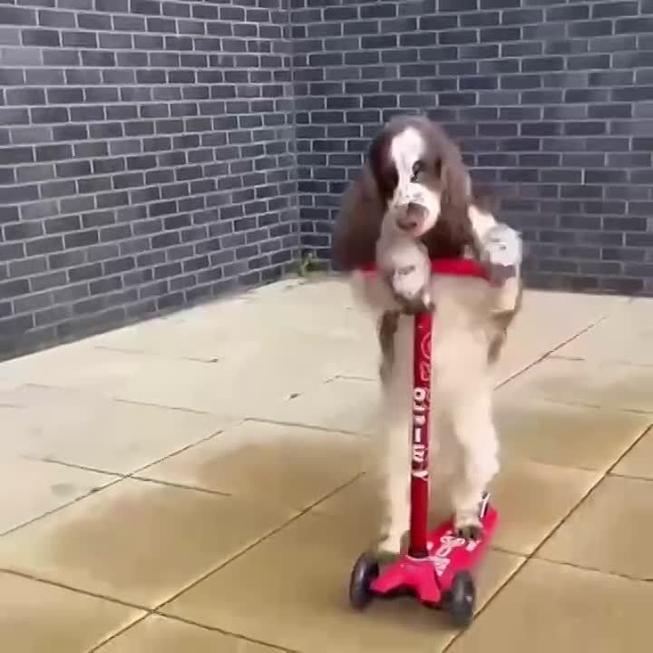 ������ ���. �������, ������� ����� �������� �� ��������