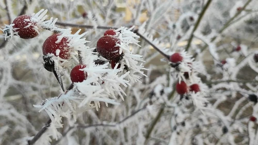 ������� ������. �������, 31 ������, ��������� ���������� ����������, ��� �������