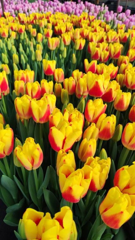 ������������� � ��� �� ������ ��������� ������ � ���������� �������� �����, �� � ������ ���������� ������������ ������