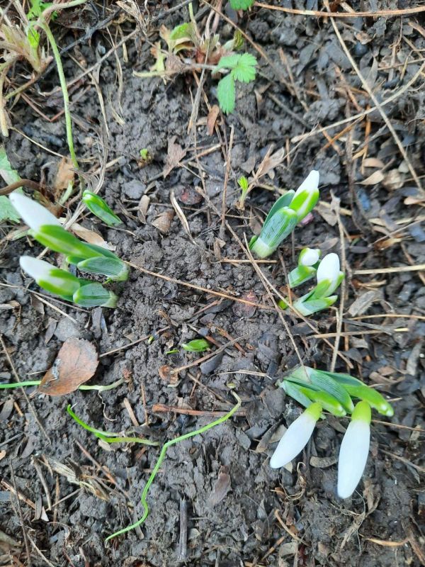 ����������� ����������� � �������