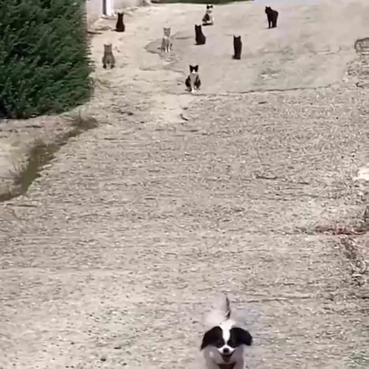 ��� �, ���� �������. �������� ������������