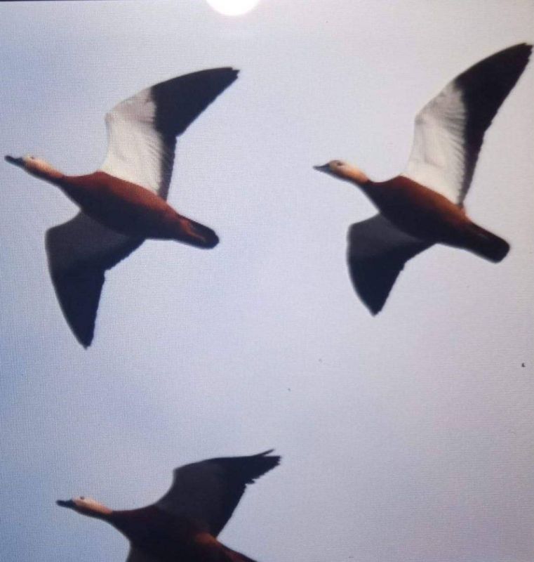 "� ���� �����-�������� ������ ������� ����������� �������