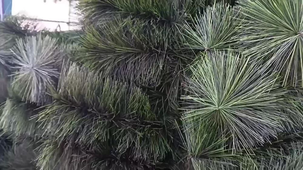 ��������� ������� ��������� ���������