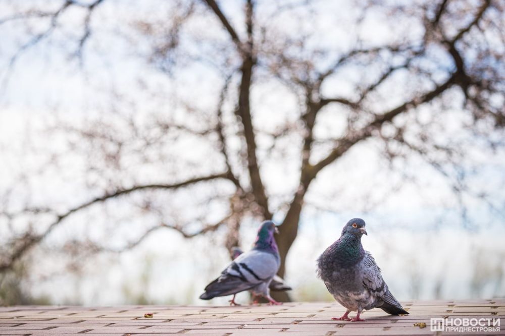 ����� ��� �����. �� ������ ������������� ������� �� +15�� ����. ����� ����� ��� ������. �������� ��������������� �����