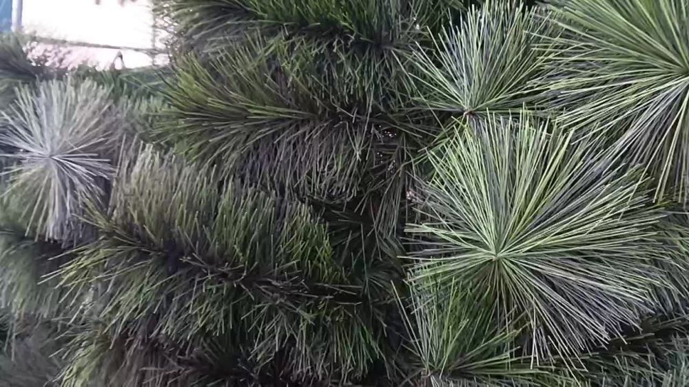 ���� ������� ��������� ��� ���������