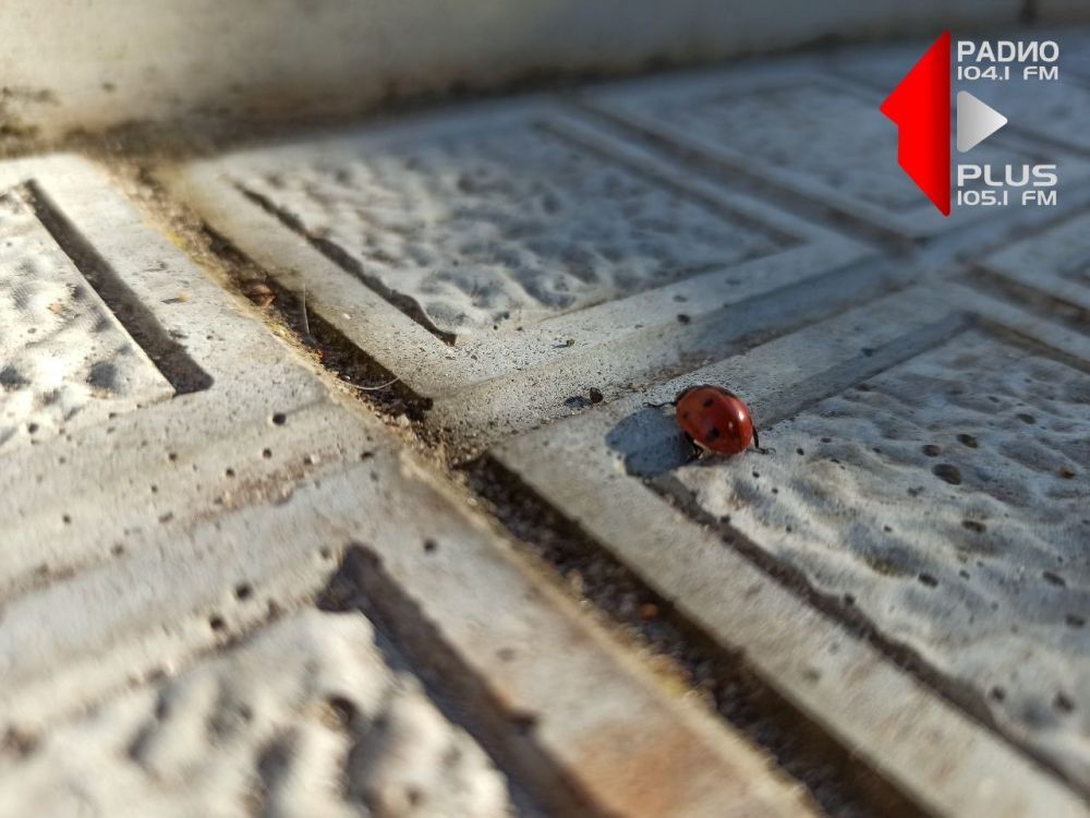 ������� ����������� ������������ ����� �������