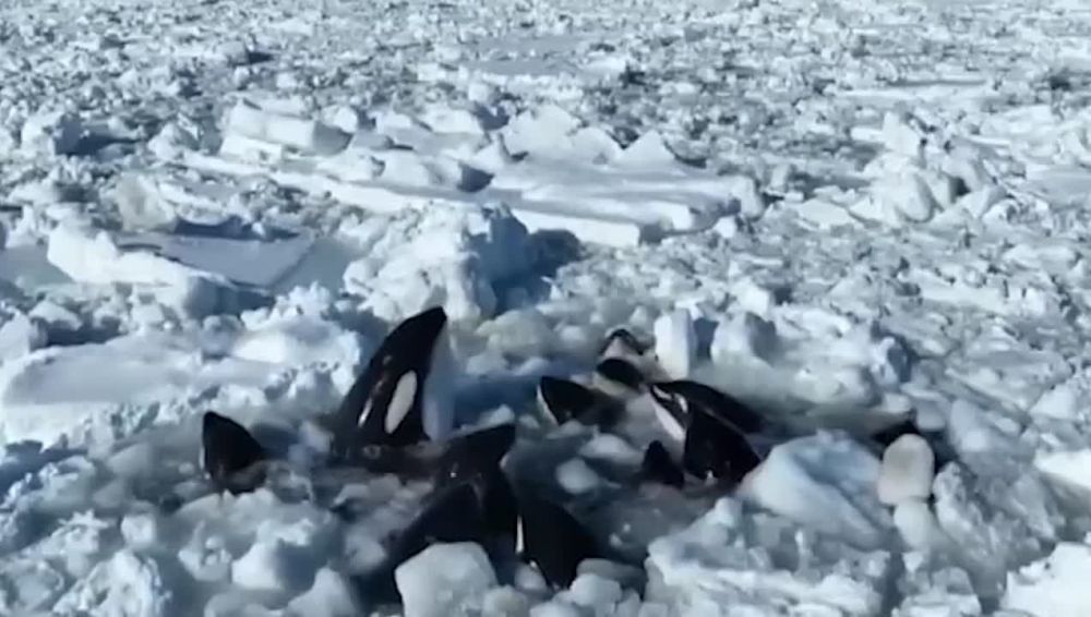 �� ����� � ���� ������� � ������� ������