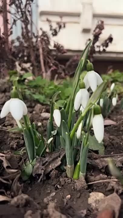 ����������� � ���������. ������, ������