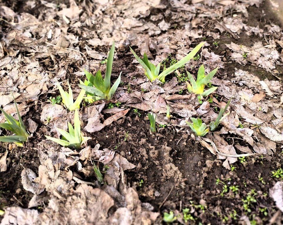 ������ ���������� ������������� �������