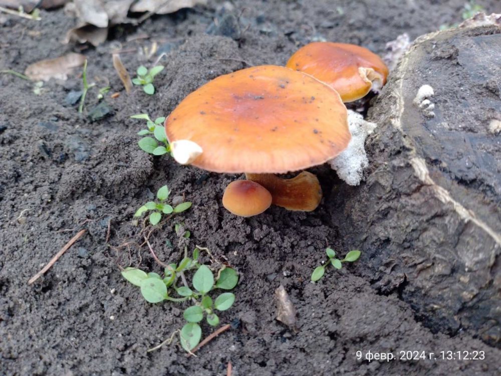 � ������� ��� ������� ������� �����